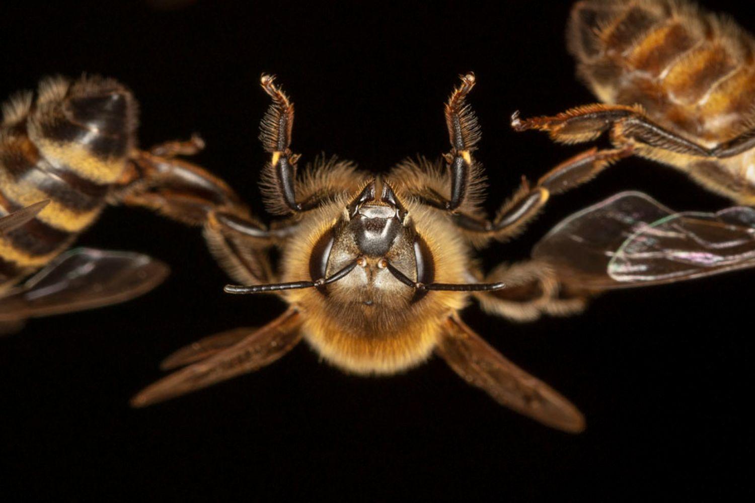 Gleich und doch anders - Wilde Honigbienen