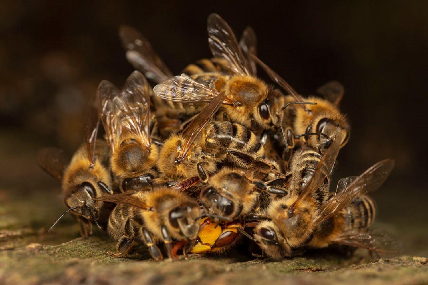 Honigbienen im Wald - Neues aus der Welt der Bienen