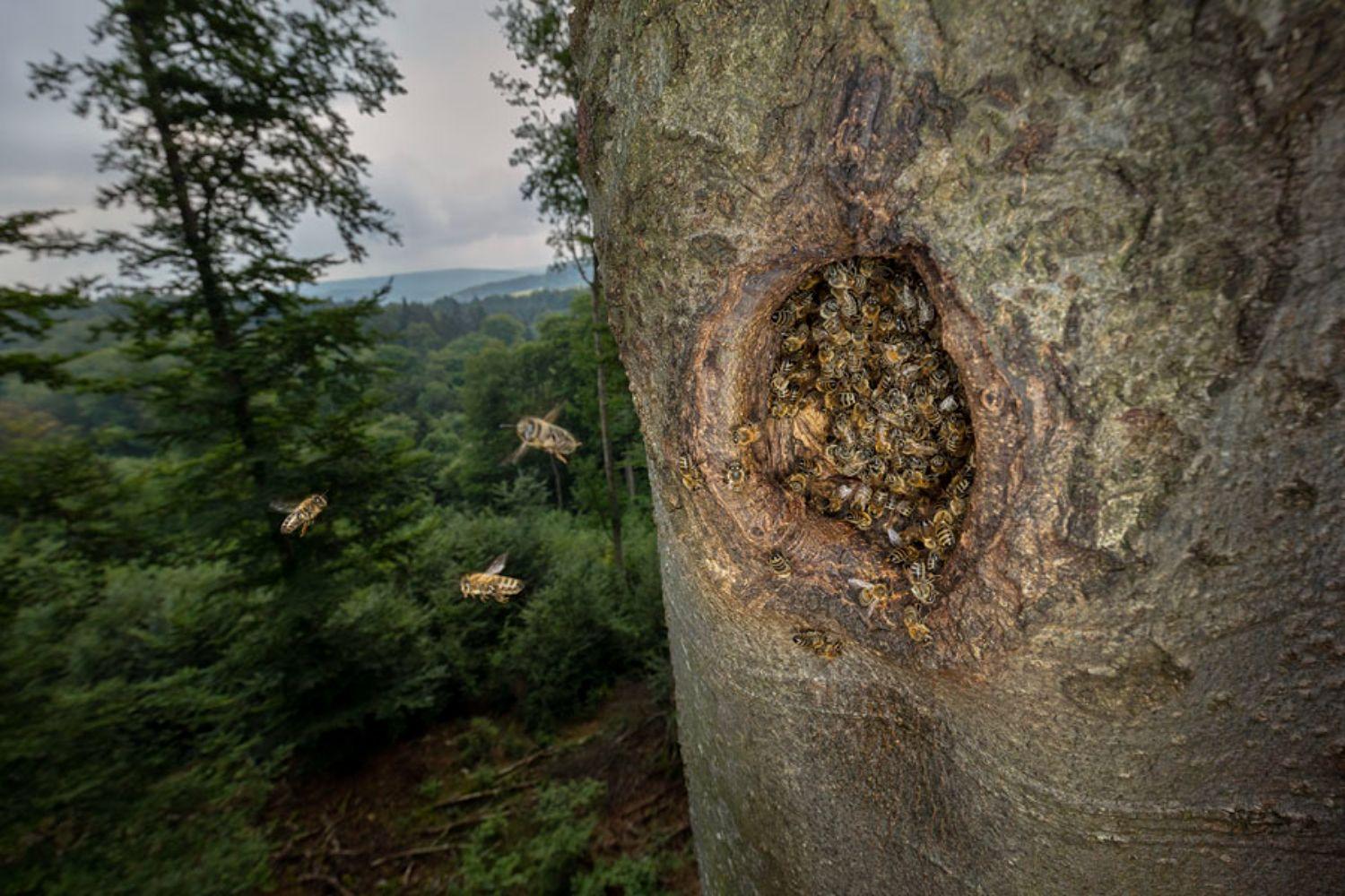 Hoch oben in unseren Wäldern - Die Welt der wilden Honigbienen