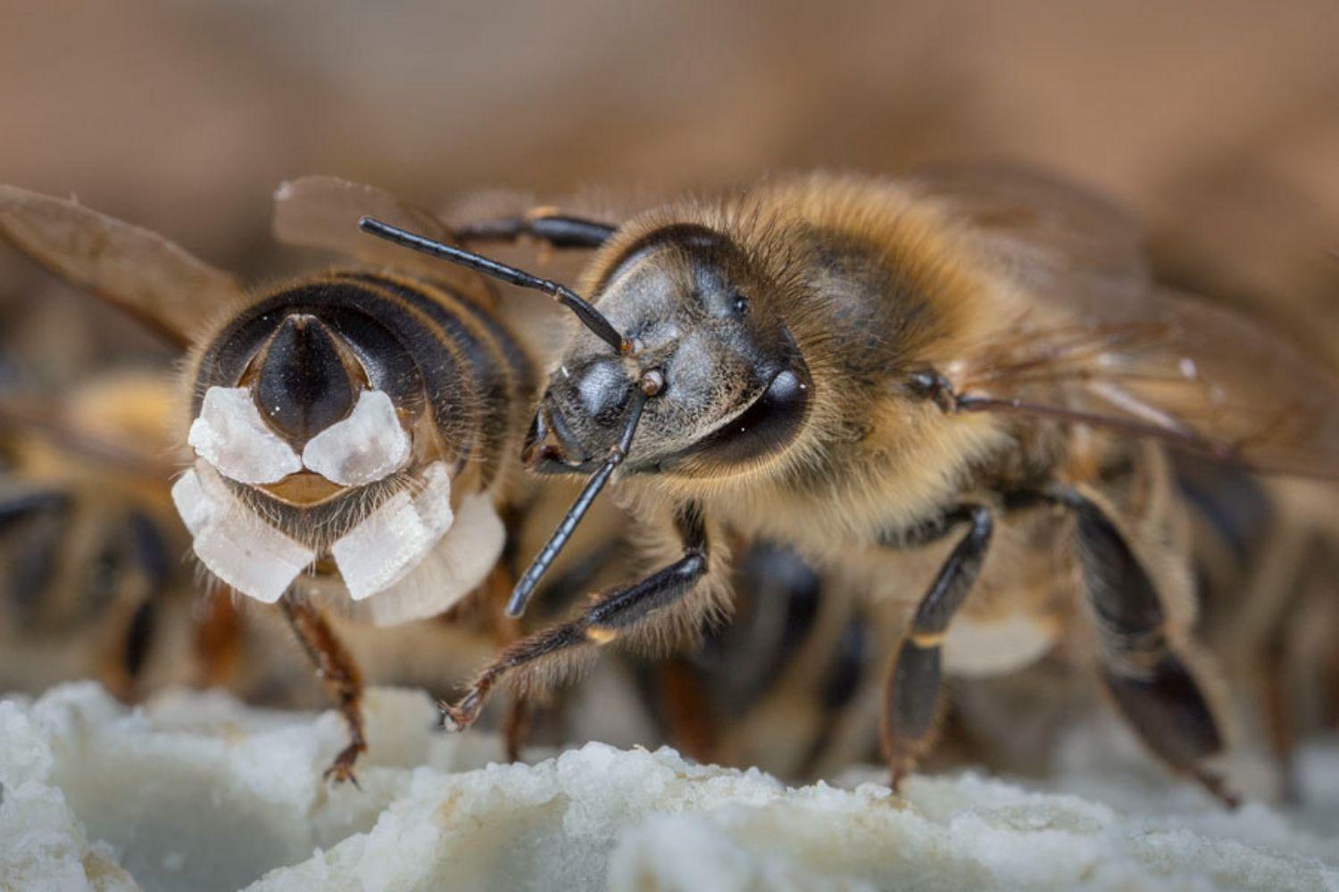 Honig und Wachs - Wie machen die Bienen das? 