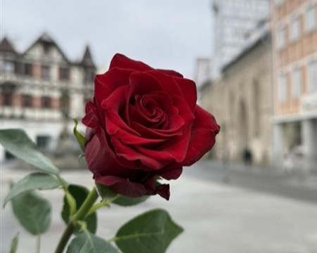 Reutlingen entdecken - Valentinstag Rose