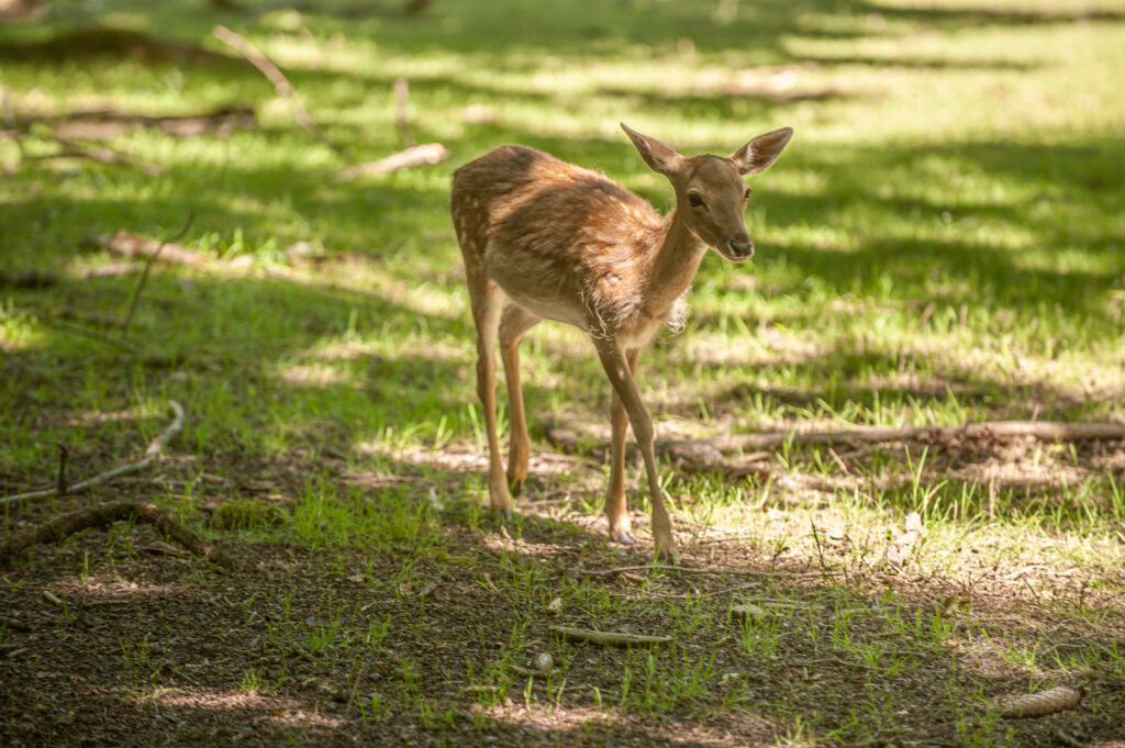 Ein junges Rehkitz steht im Halbschatten auf einer gr&uuml;nen Waldlichtung und blickt aufmerksam in die Umgebung.
